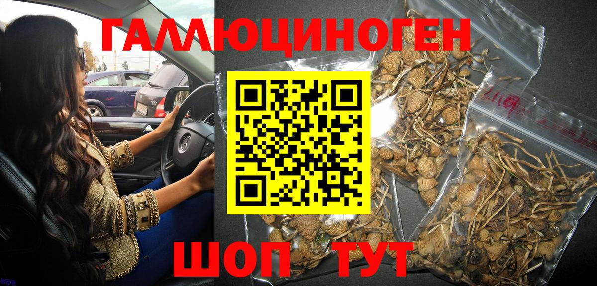 Псилоцибиновые грибы Psilocybine cubensis Удомля